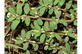 <i>Euphorbia maculata</i> L.