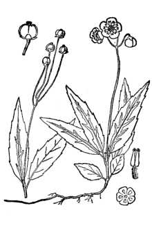 <i>Chimaphila maculata</i> (L.) Pursh var. dasystemma (Torr.) Kearney & Peebles