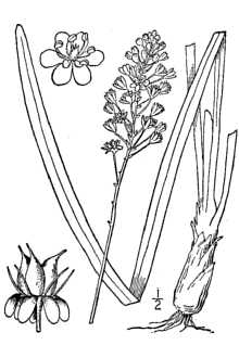 <i>Chrosperma muscitoxicum</i> (Walter) Kuntze