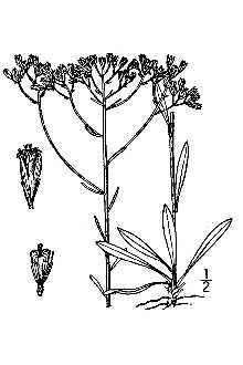 <i>Chondrophora virgata</i> (Nutt.) Greene