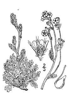 <i>Chamaerhodos erecta</i> (L.) Bunge var. parviflora (Nutt.) C.L. Hitchc.