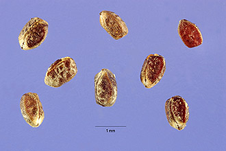 <i>Chamaesyce maculata</i> auct. non (L.) Small