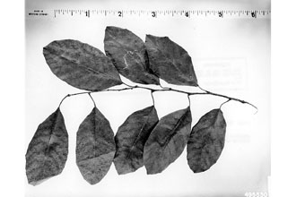<i>Cynodendron oliviforme</i> (L.) Baehni