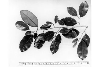 <i>Cynodendron oliviforme</i> (L.) Baehni