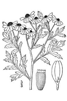 <i>Chrysanthemum parthenium</i> (L.) Bernh.