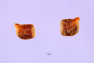 <i>Chamaecrista patellaria</i> (DC. ex Collad.) Greene var. ramosa (Vogel) Irwin & Barneby
