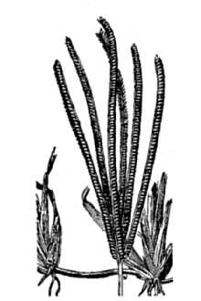 <i>Chloris petraea</i> Sw.