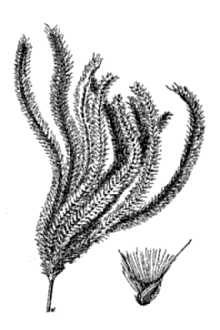 <i>Chloris polydactyla</i> Sw.