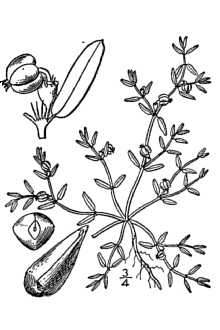 <i>Euphorbia polygonifolia</i> L.
