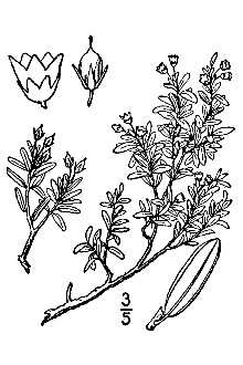 <i>Kalmia procumbens</i> (L.) Gift, Kron & P.F. Stevens ex Galasso, Banfi & F. Conti