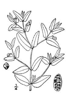 <i>Euphorbia preslii</i> Guss.