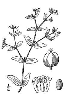 <i>Euphorbia vermiculata</i> Raf.