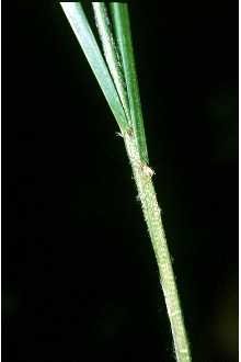 <i>Chasmanthium laxum</i> (L.) Yates ssp. sessiliflorum (Poir.) L. Clark