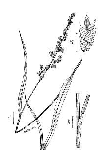<i>Chasmanthium laxum</i> (L.) Yates ssp. sessiliflorum (Poir.) L. Clark