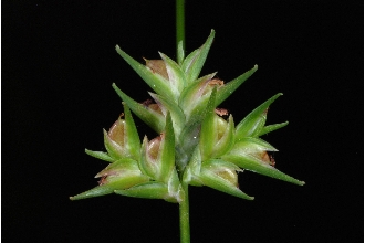 <i>Uniola sessiliflora</i> Poir.
