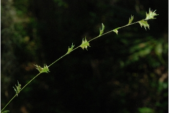 <i>Uniola longifolia</i> Scribn.