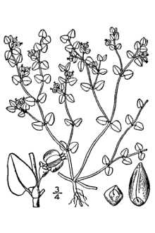 <i>Euphorbia serpens</i> Kunth