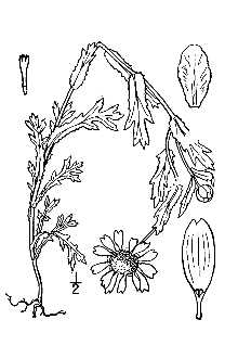 <i>Chrysanthemum segetum</i> L.