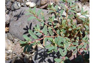 <i>Euphorbia serpyllifolia</i> Pers.