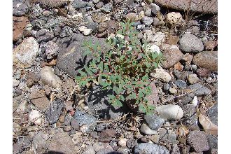 <i>Euphorbia serpyllifolia</i> Pers.