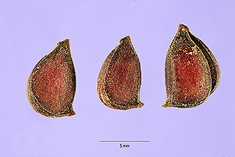 <i>Cydonia sinensis</i> Thouin