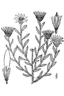 <i>Chrysopsis villosa</i> (Pursh) Nutt. ex DC. var. stenophylla (A. Gray) A. Gray