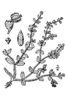 <i>Euphorbia stictospora</i> Engelm.