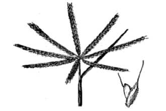 Shortspike Windmill Grass