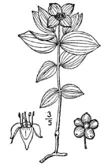 <i>Chamaepericlymenum suecicum</i> (L.) Asch. & Graebn.