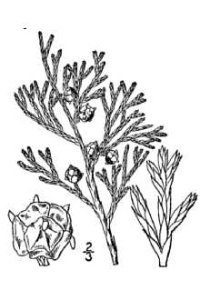 <i>Chamaecyparis thyoides</i> (L.) Britton, Sterns & Poggenb. var. henryae (H.L. Li) Little