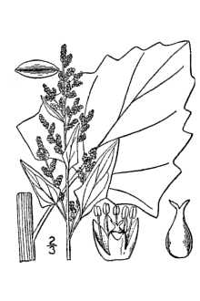 <i>Chenopodium urbicum</i> L. var. intermedium (Mert. & W.D.J. Koch) W.D.J. Koch