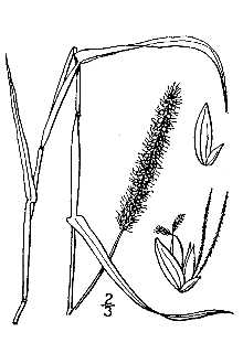 <i>Chaetochloa verticillata</i> (L.) Scribn.