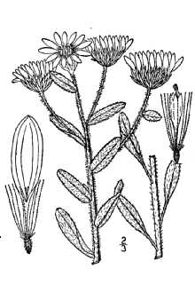 <i>Chrysopsis villosa</i> (Pursh) Nutt. ex DC.
