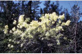 White Fringetree