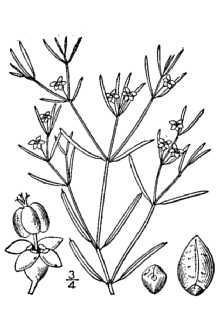<i>Chamaesyce missurica</i> (Raf.) Shinners var. petaloidea (Engelm.) Dorn