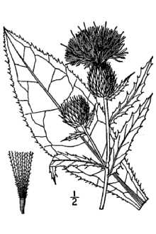 <i>Cirsium altissimum</i> (L.) Hill var. biltmoreanum Petr.