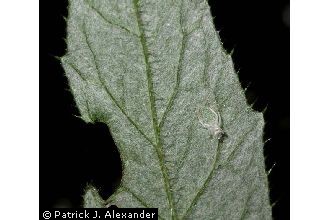 <i>Cirsium altissimum</i> (L.) Hill var. biltmoreanum Petr.