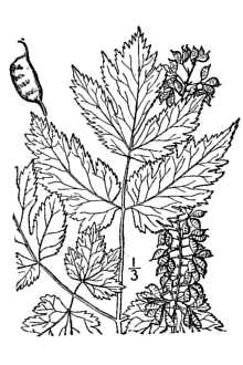 <i>Actaea cordifolia</i> DC.