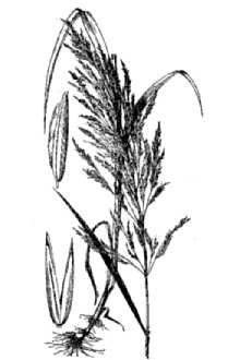 <i>Cinna arundinacea</i> L. var. inexpansa Fernald & Grisc.