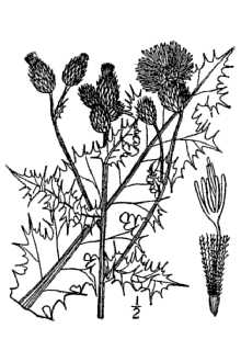 <i>Cirsium arvense</i> (L.) Scop. var. vestitum Wimm. & Grab.