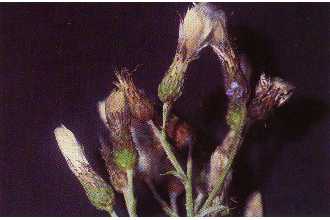 <i>Cirsium arvense</i> (L.) Scop. var. argenteum (Vest) Fiori
