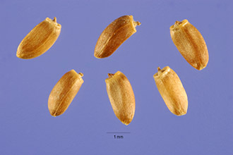 <i>Cirsium arvense</i> (L.) Scop. var. argenteum (Vest) Fiori