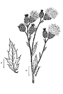 <i>Cirsium arvense</i> (L.) Scop. var. vestitum Wimm. & Grab.