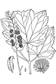 <i>Actaea cordifolia</i> auct. non DC.