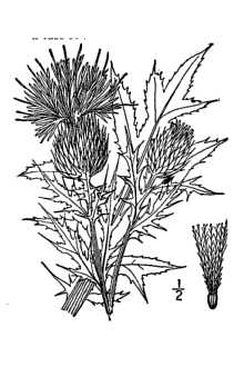 <i>Carduus discolor</i> (Muhl. ex Willd.) Nutt.