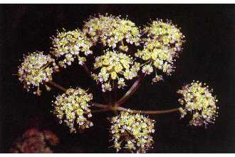 <i>Cicuta maculata</i> L. var. californica (A. Gray) B. Boivin