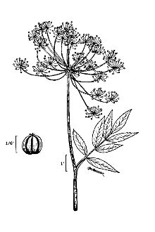 <i>Cicuta maculata</i> L. var. californica (A. Gray) B. Boivin