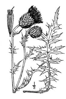 <i>Cirsium nebraskense</i> (Britton) Lunell var. discissum Lunell