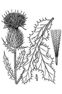 <i>Cirsium pumilum</i> Spreng. ssp. hillii (Canby) J.W. Moore & Frankton