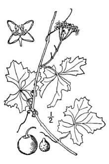 <i>Sicyos trifoliatus</i> L.
